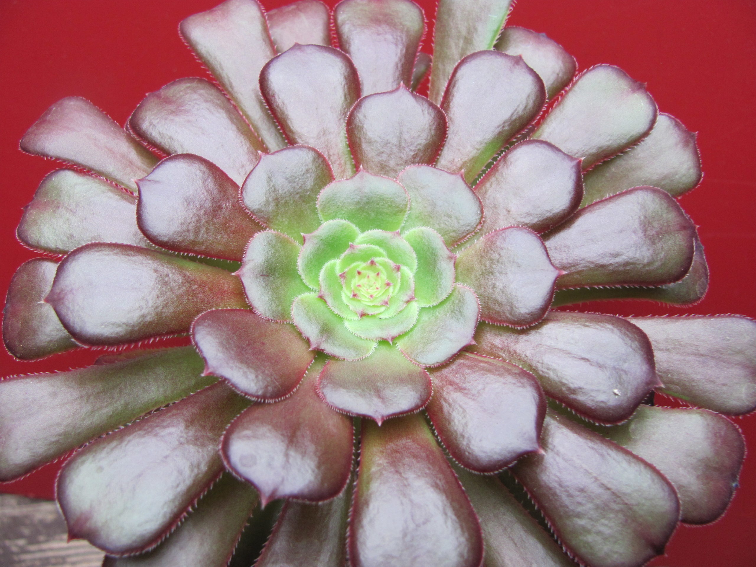Aeonium Velour