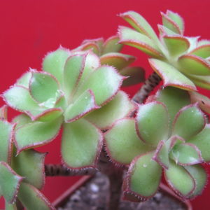 Aeonium