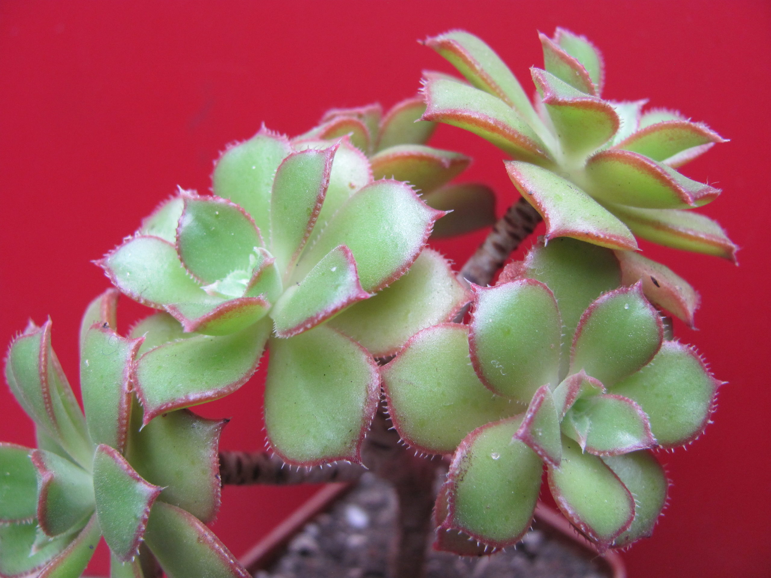 Aeonium