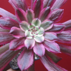 Aeonium   Mardi Gras
