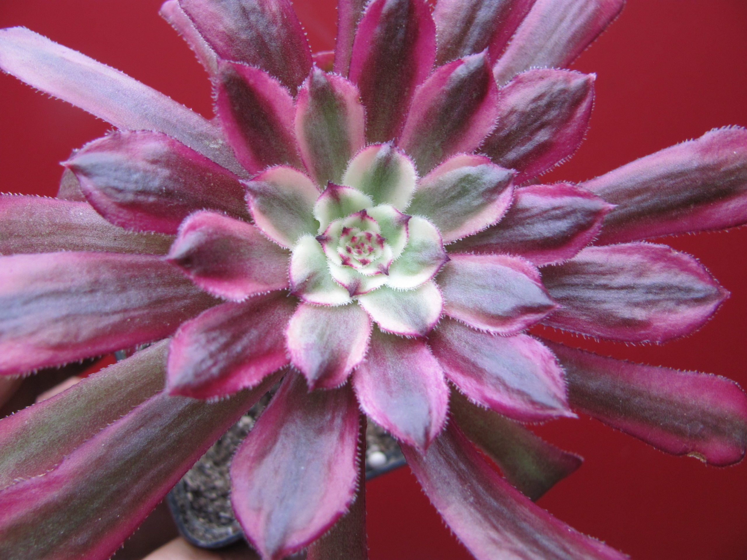 Aeonium Mardi Gras
