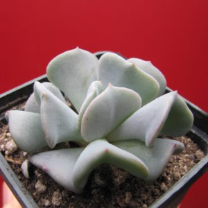 Echeveria  Cubic Frost