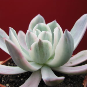 Echeveria  howeyi      variegata