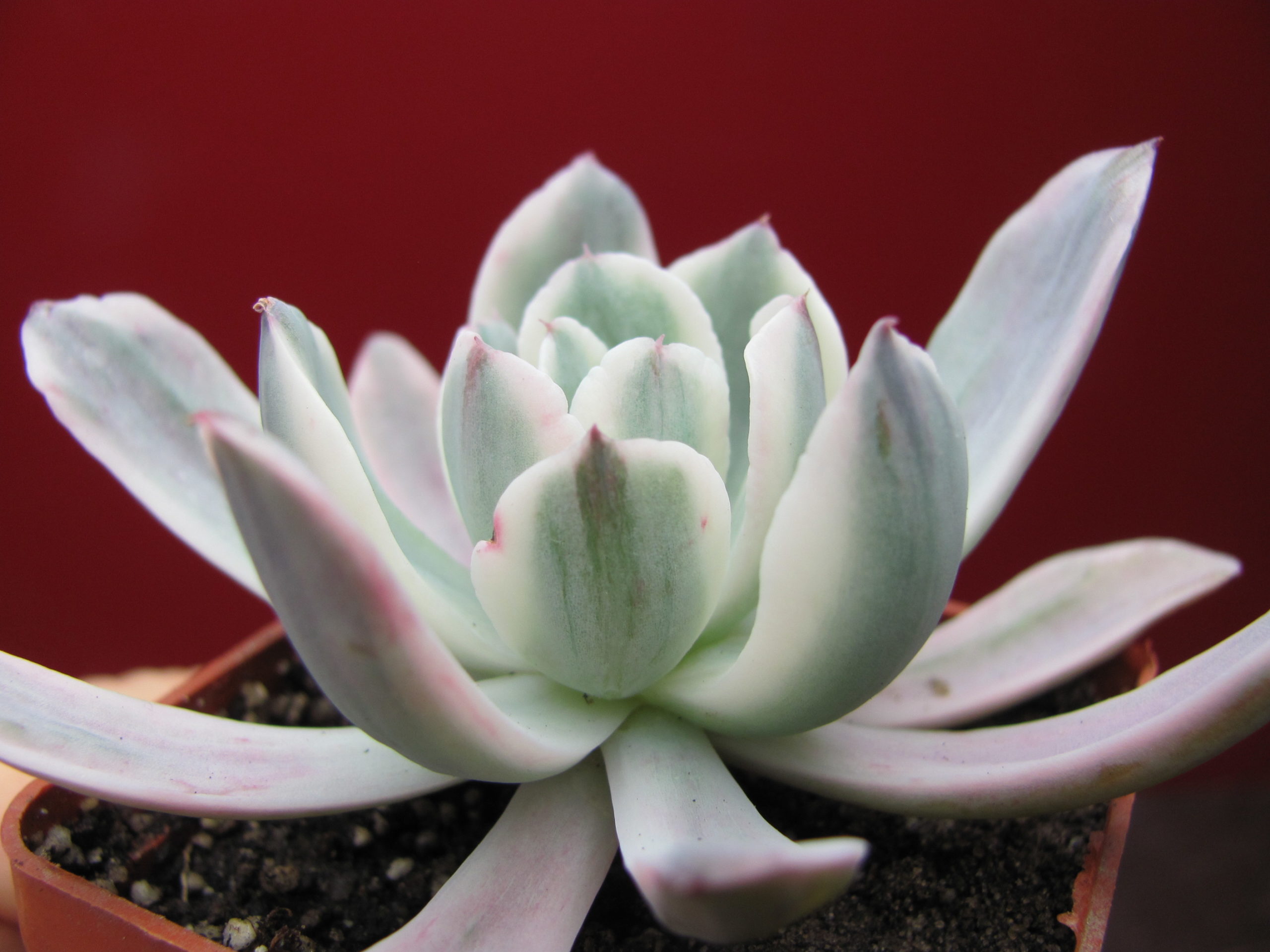 Echeveria  howeyi      variegata