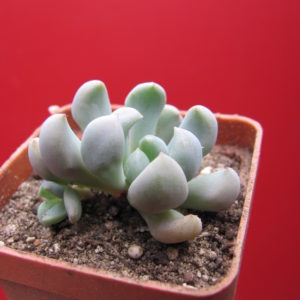 Echeveria  Cupid