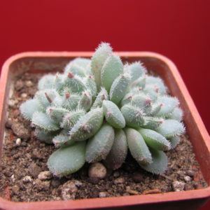Echeveria    *Comet*