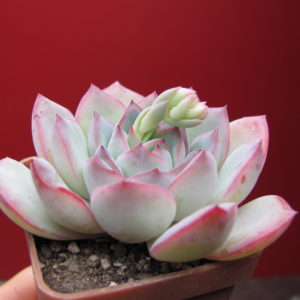 Echeveria Hercules
