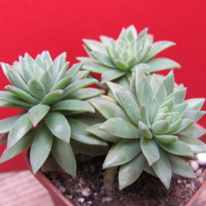 Sedum  multiceps      3  вместе