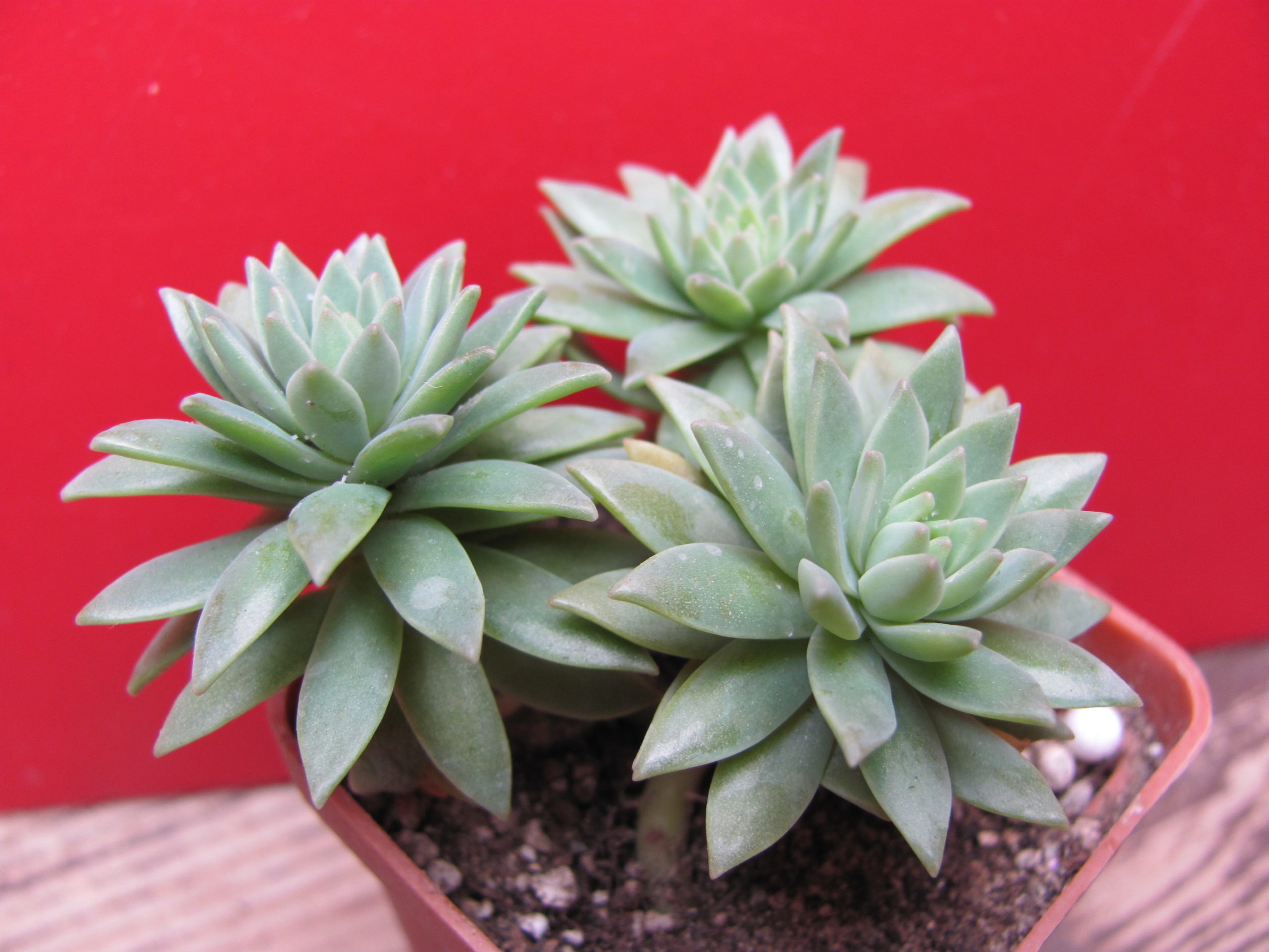 Sedum  multiceps      3  вместе