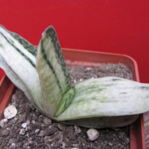 Gasteria  obtusa  variegata