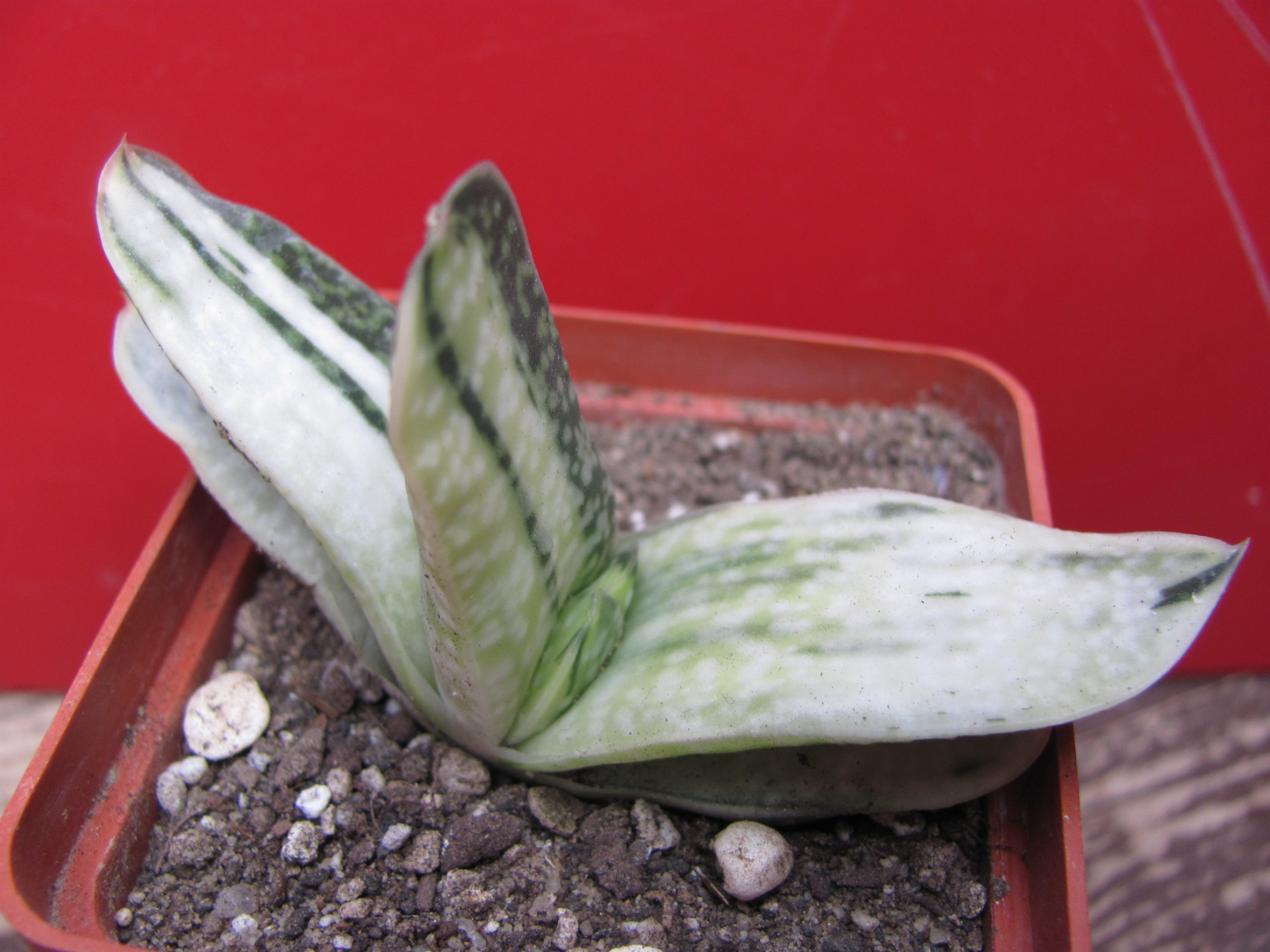 Gasteria  obtusa  variegata