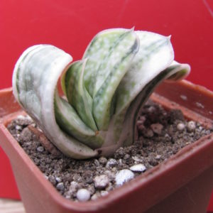 Gasteria  obtusa  variegata