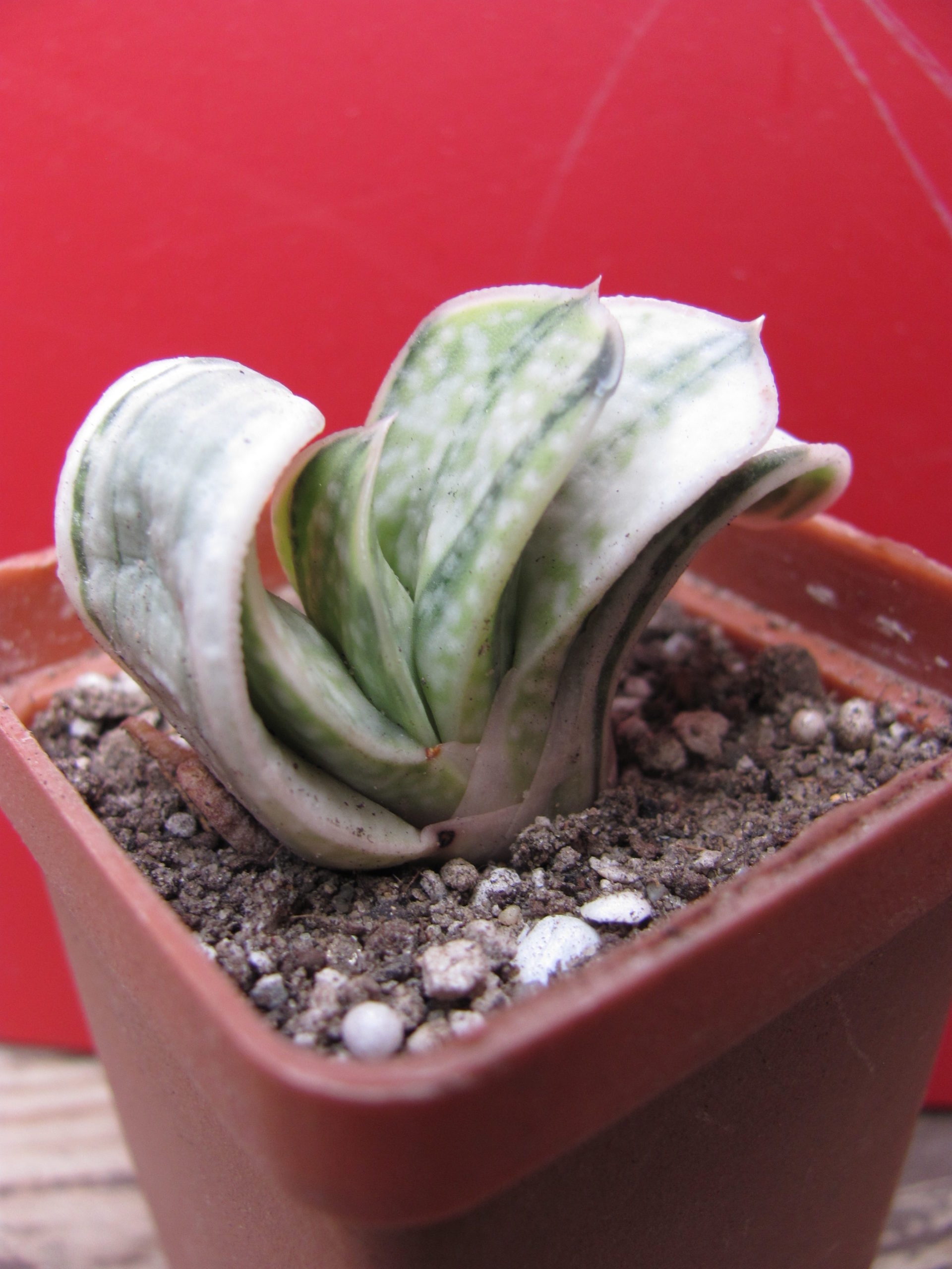 Gasteria  obtusa  variegata