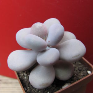 Pachyphytum    Pink