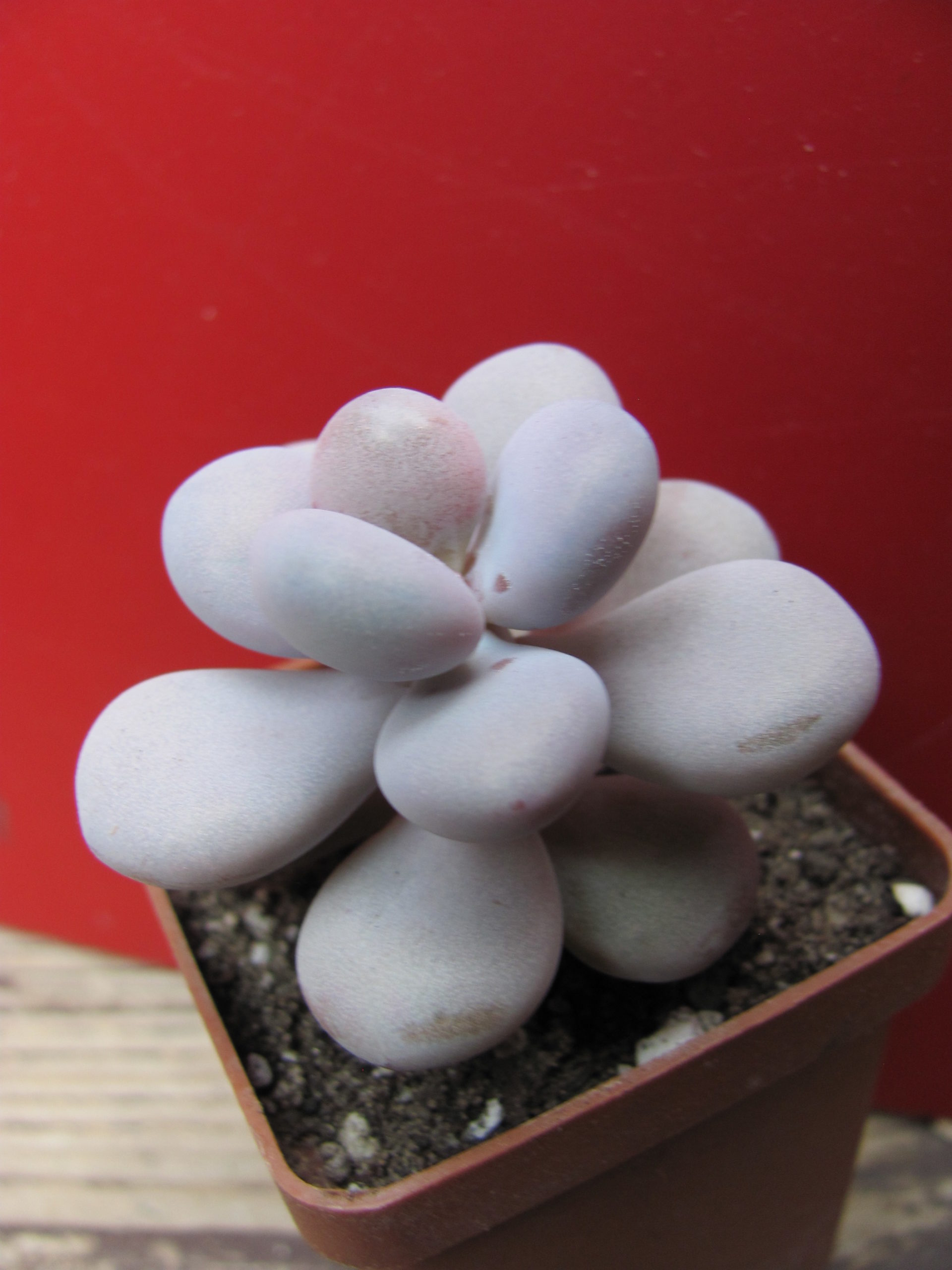 Pachyphytum    Pink