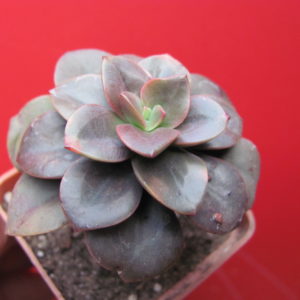 Echeveria  Chroma