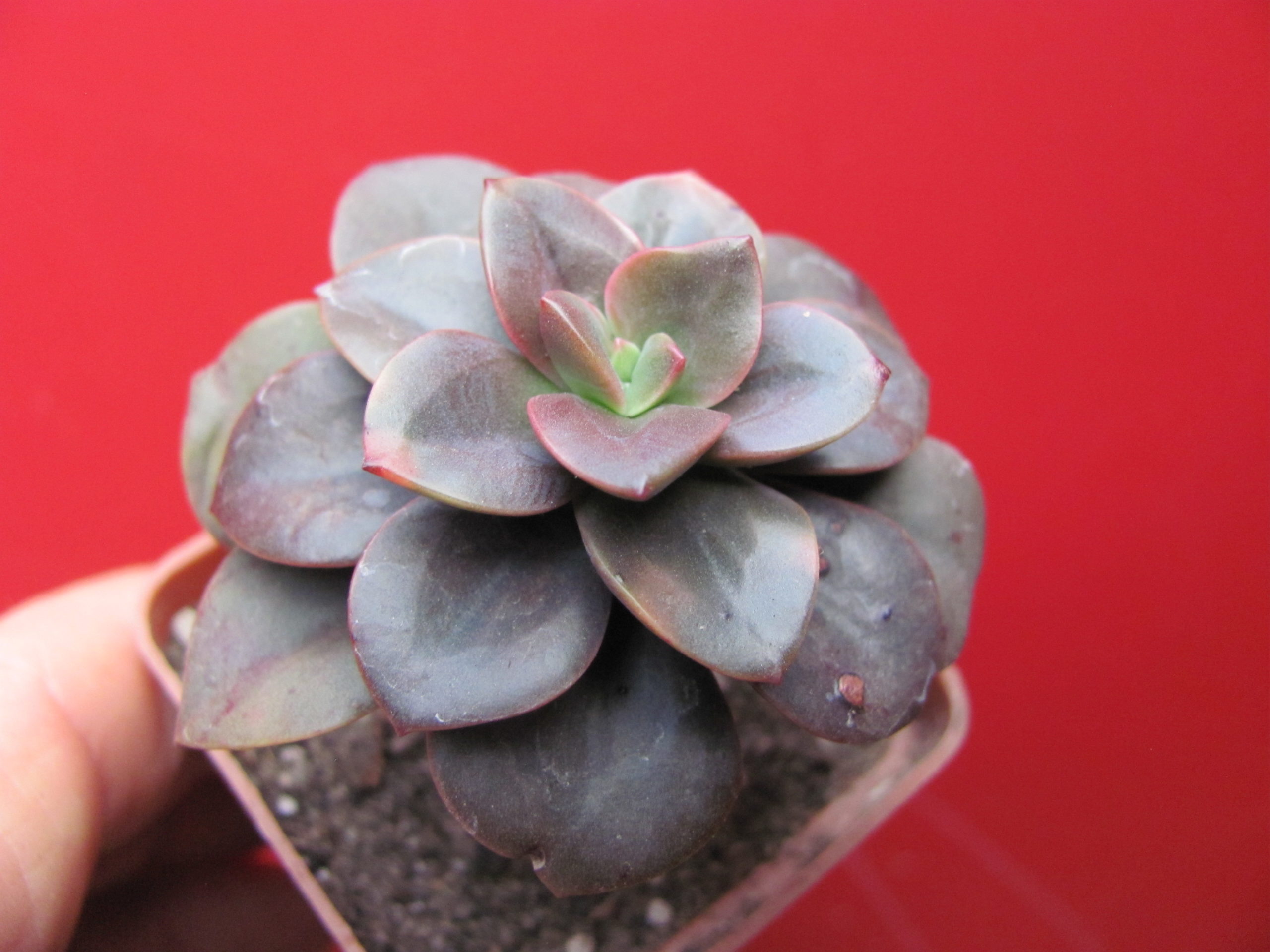 Echeveria  Chroma