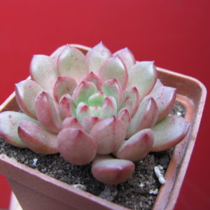 Echeveria  Bashful