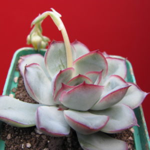 Echeveria  pulidonis