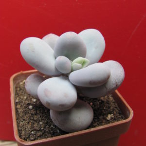 Pachyphytum oviferum