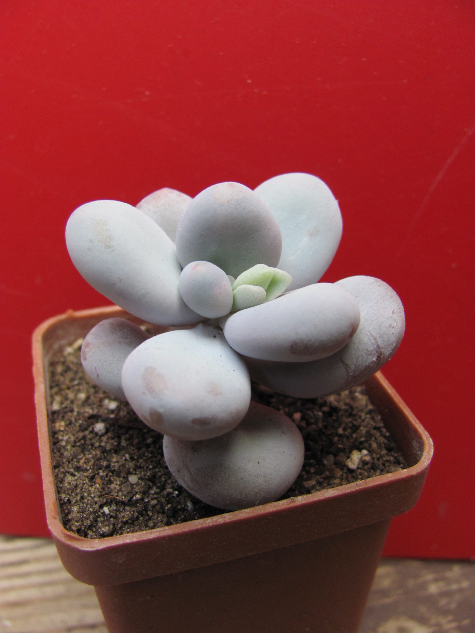 Pachyphytum oviferum