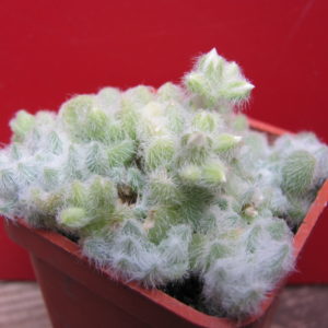 Sedum  hintonii