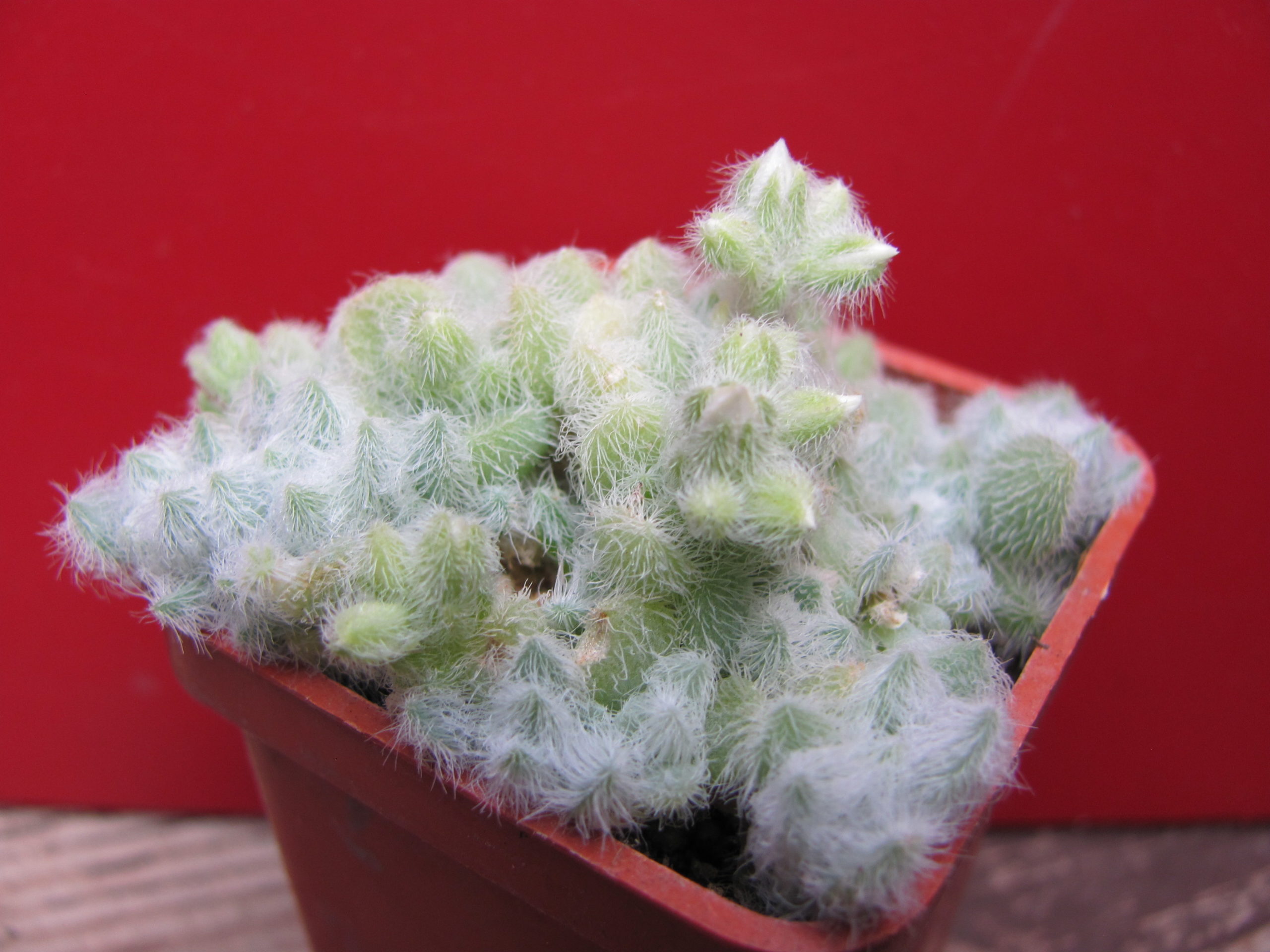 Sedum  hintonii