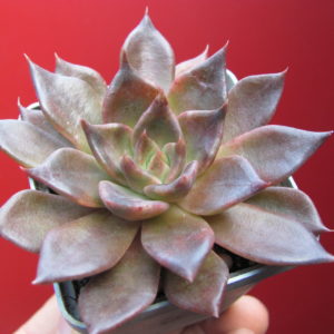 Echeveria  Alfred  Graf