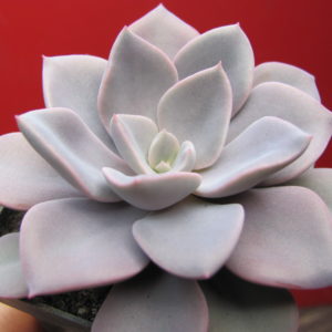 Echeveria  Debbie  Big