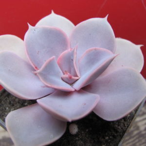 Echeveria  Perle  Von  Nurnberg