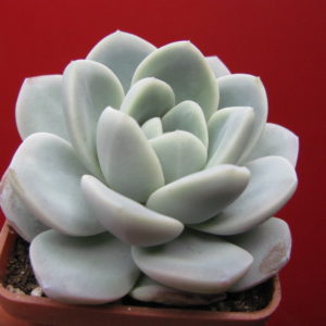 Echeveria   hybr.     #19      (hybrid  Lipskiy)