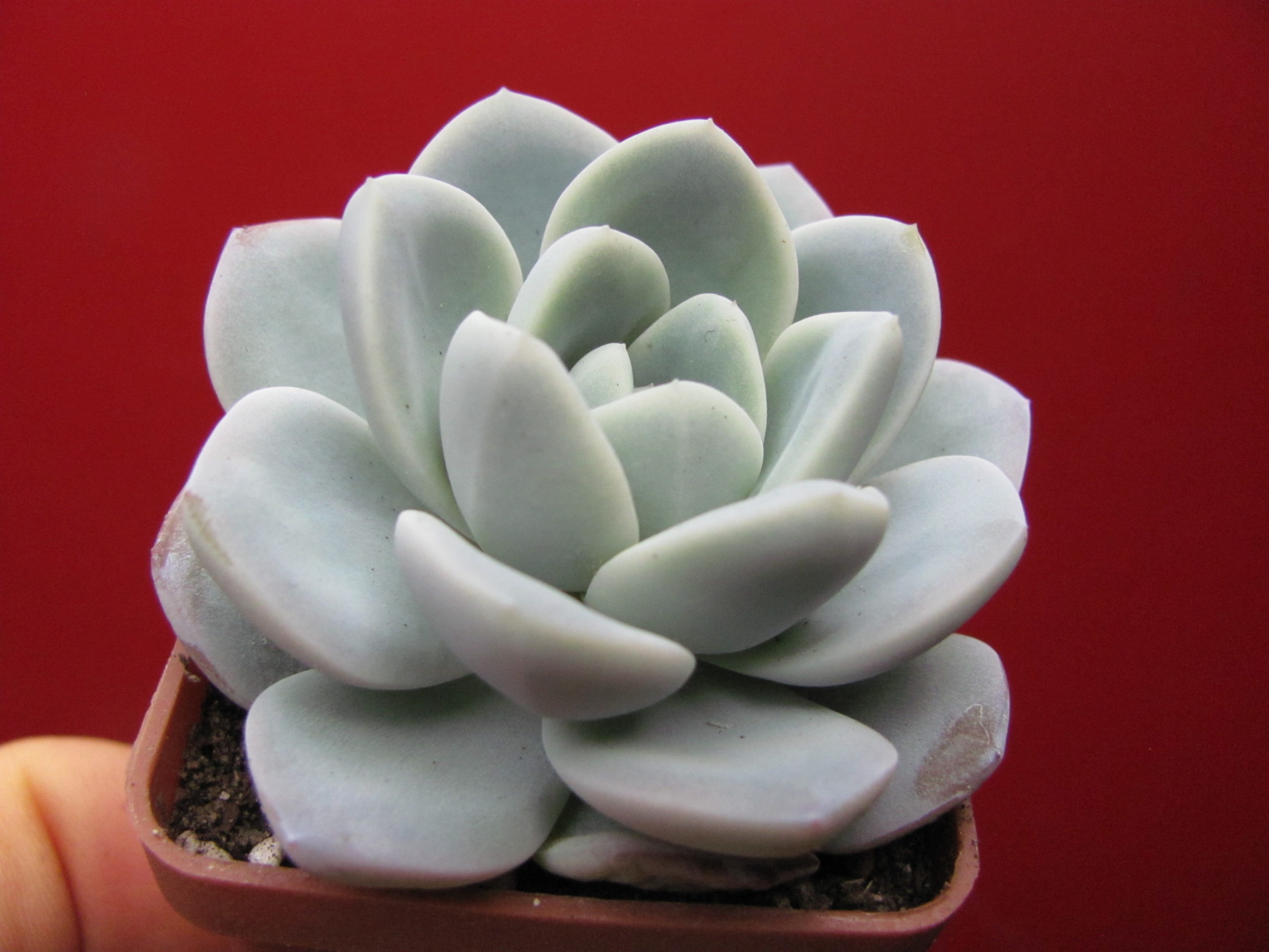 Echeveria   hybr.     #19      (hybrid  Lipskiy)