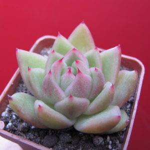 Echeveria   Frank  Reinelt