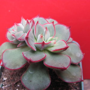 Echeveria   Joan  Daniel