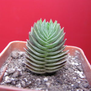 Echeveria   Buddhas Temple