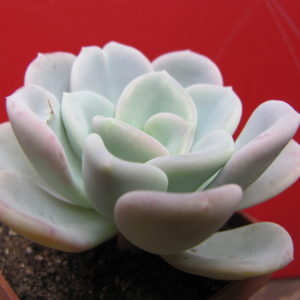 Echeveria  Orpet