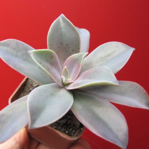 Echeveria  Fred  Ives