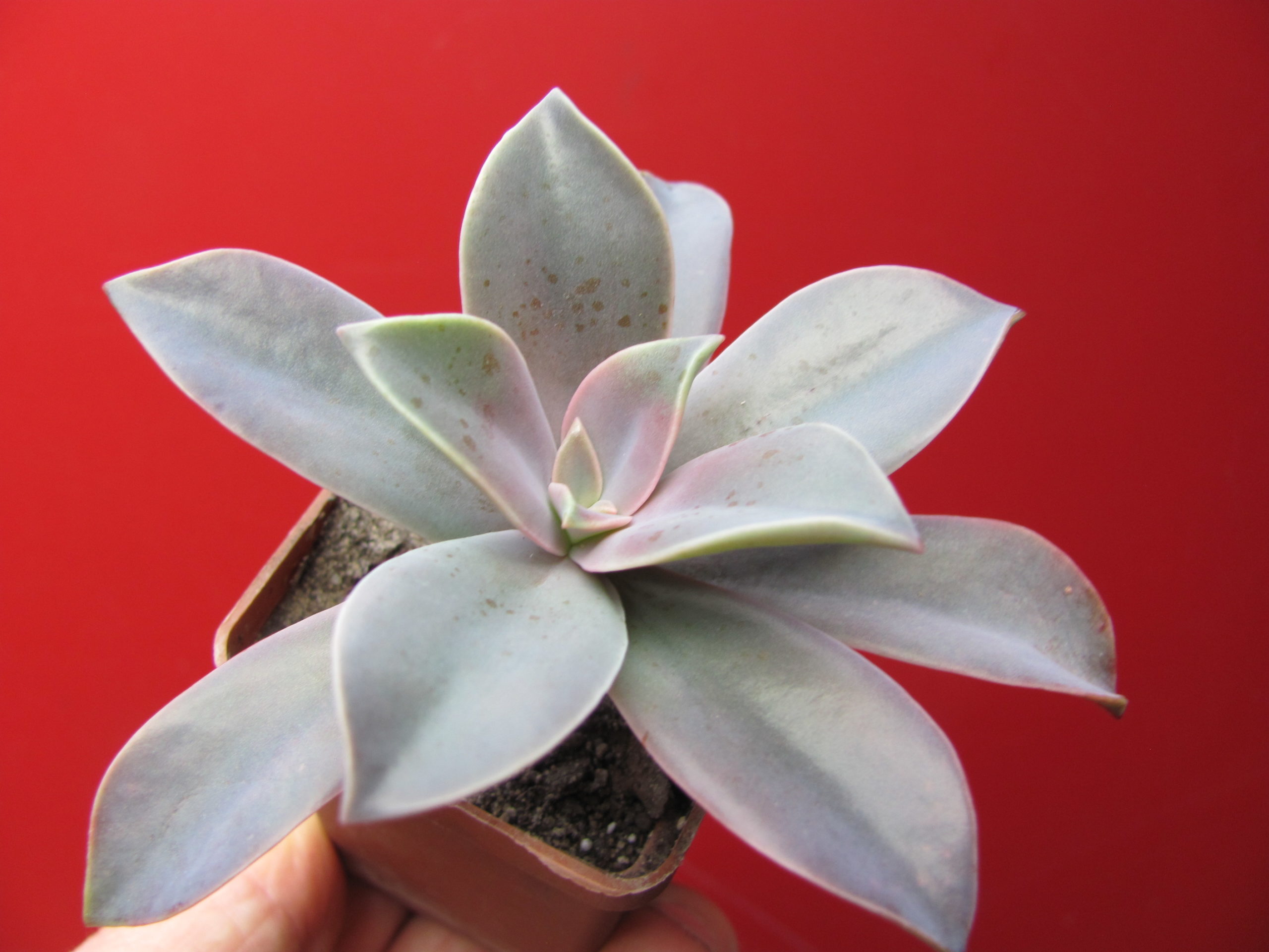 Echeveria  Fred  Ives