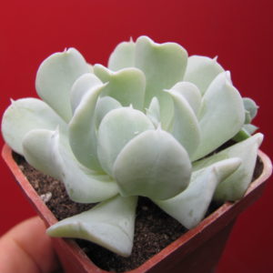 Echeveria  Tompsy  Turvy