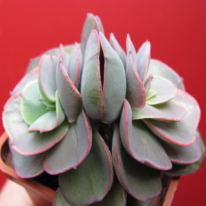 Echeveria   Suyon