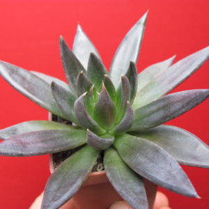 Echeveria   Black  Knight
