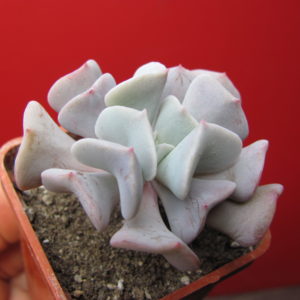 Echeveria   Cubic  Frost