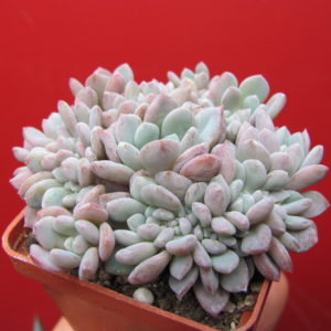 Echeveria   glauca  cristata