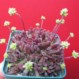 Crassula  pubescens