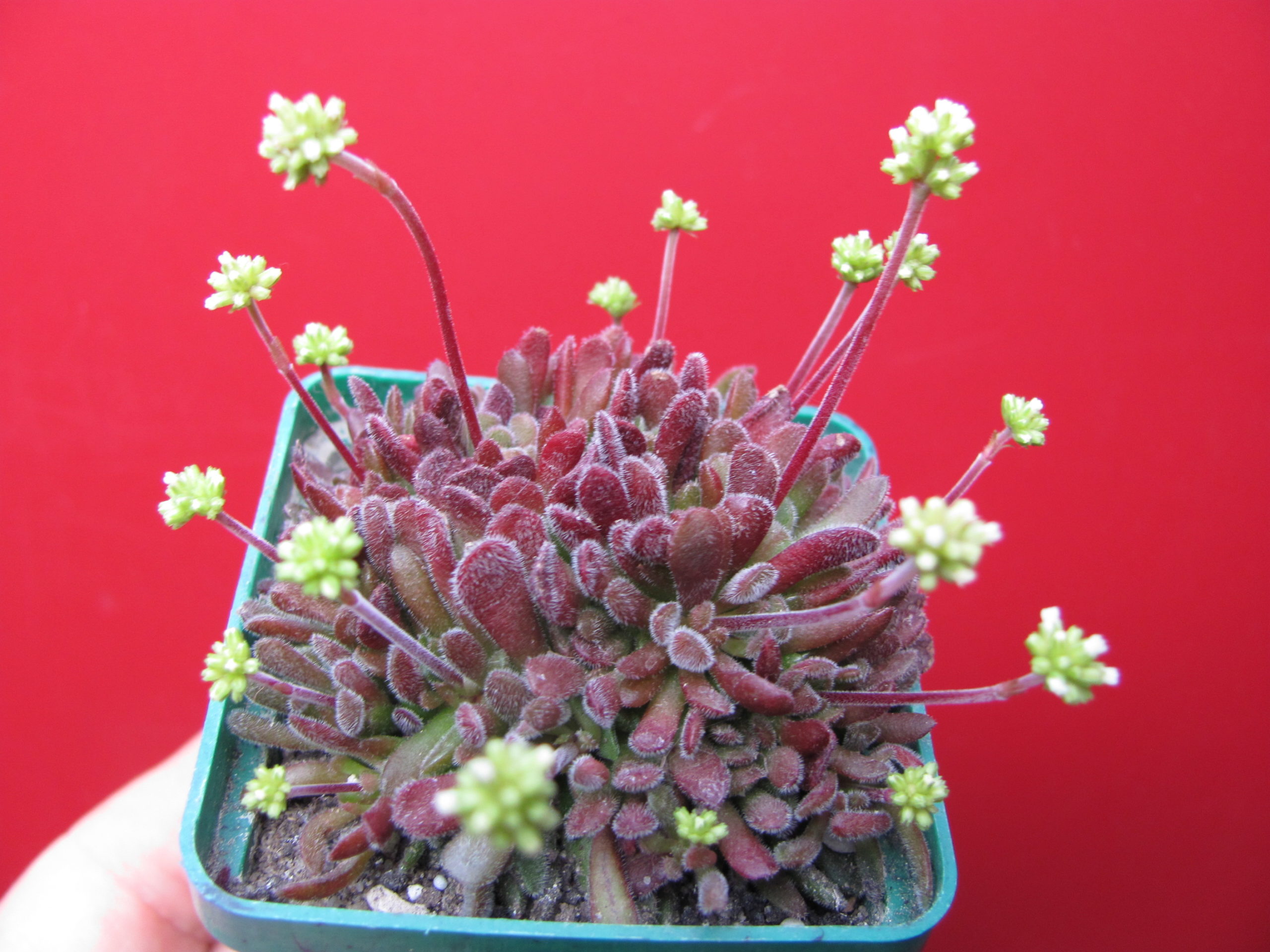 Crassula pubescens