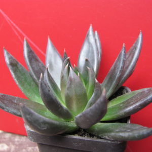 Echeveria   Black  Knight