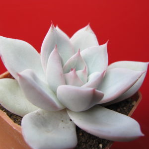 Echeveria   Beatrice