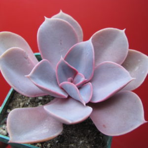 Echeveria   Purple  Pearl