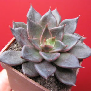 Echeveria   Alfred  Graf