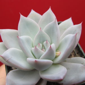 Echeveria   Beatrice